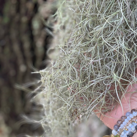 🍄‍🟫How To Care For Your Spanish Moss ,like this post all you need to kno… - Picture 4 of 17